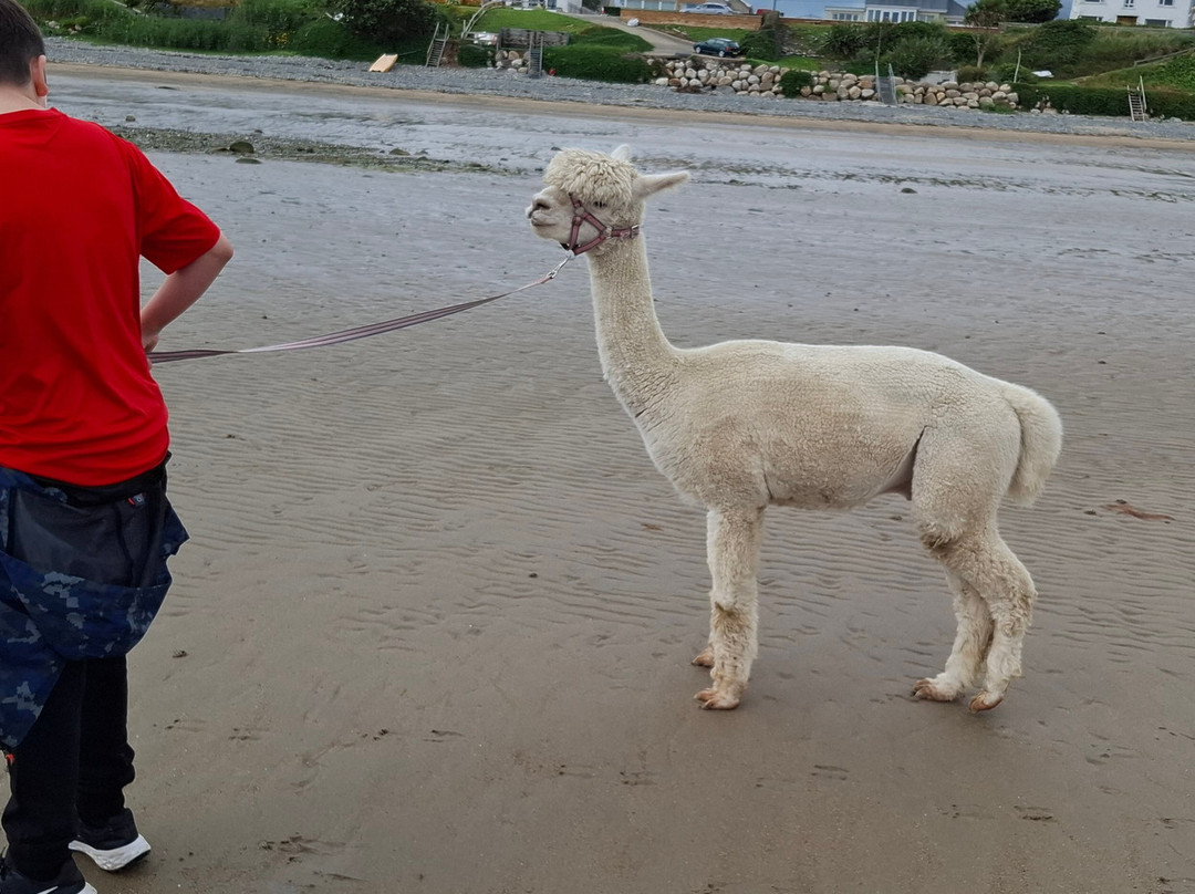 Cranfield Alpacas (alpaca Experiences In The Mournes).-Kilkeel必去景点