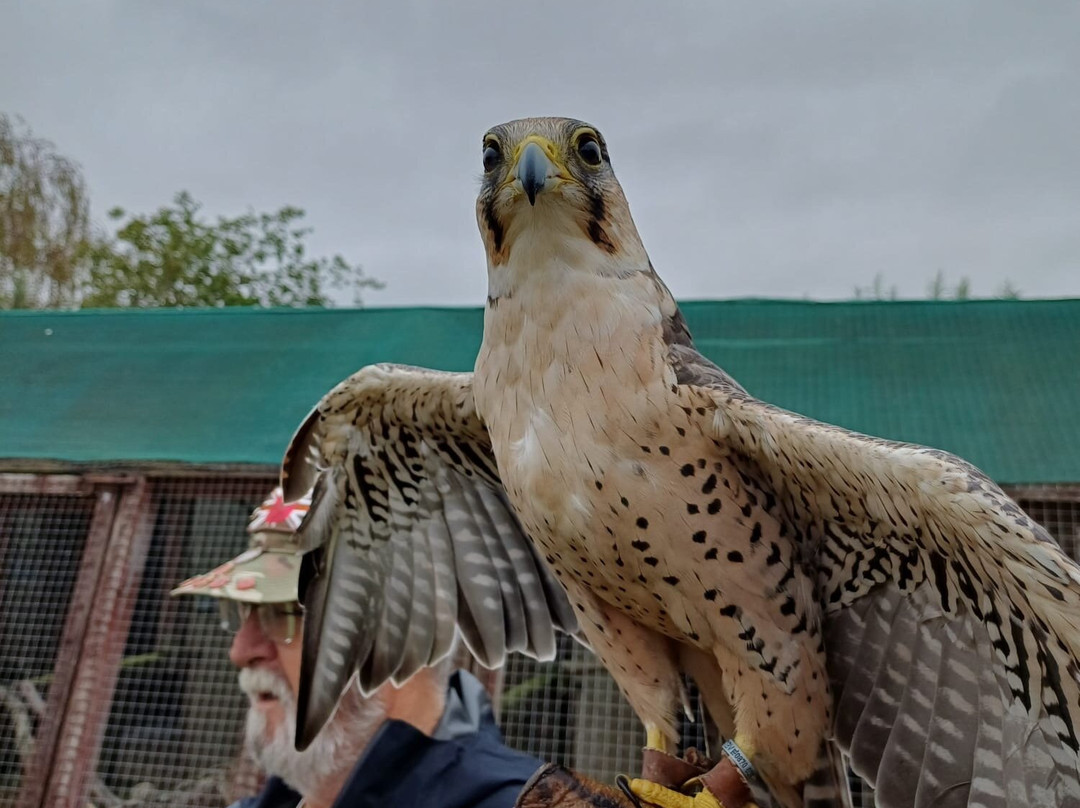Raptor Foundation-Woodhurst必去景点