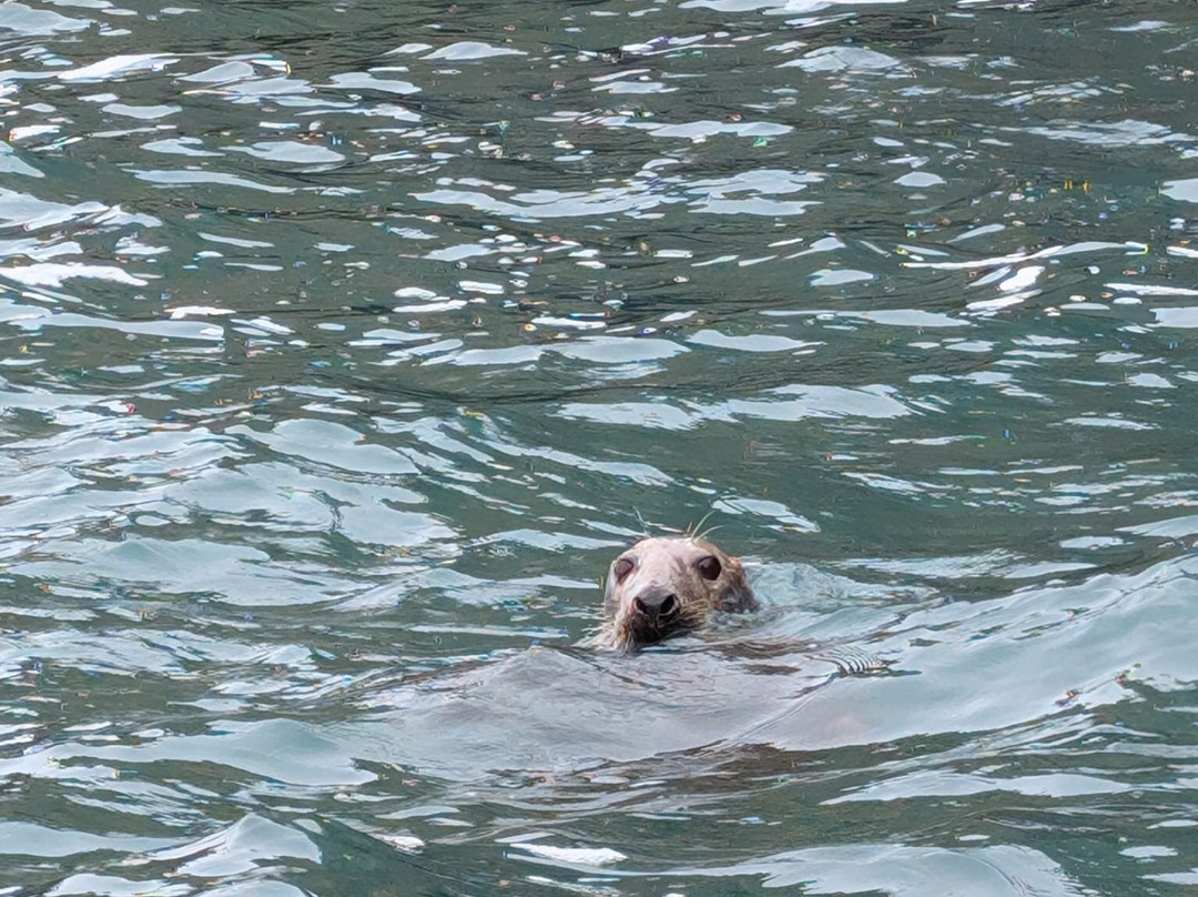 Aquaphobia Ramsey Island Power Boats-St. Davids必去景点