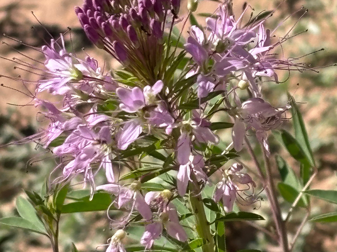 Canyon De Chelly Tours, Llc.-Chinle必去景点