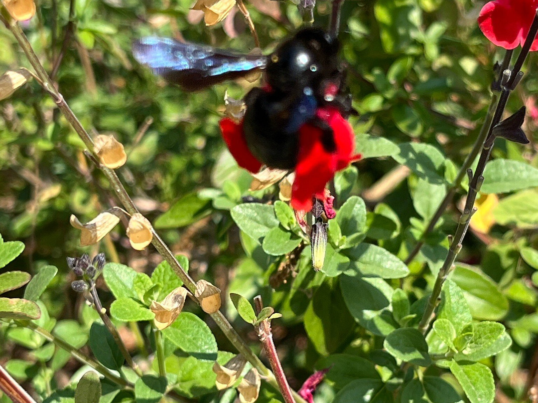 Jardins Panoramiques De Limeuil-Limeuil必去景点