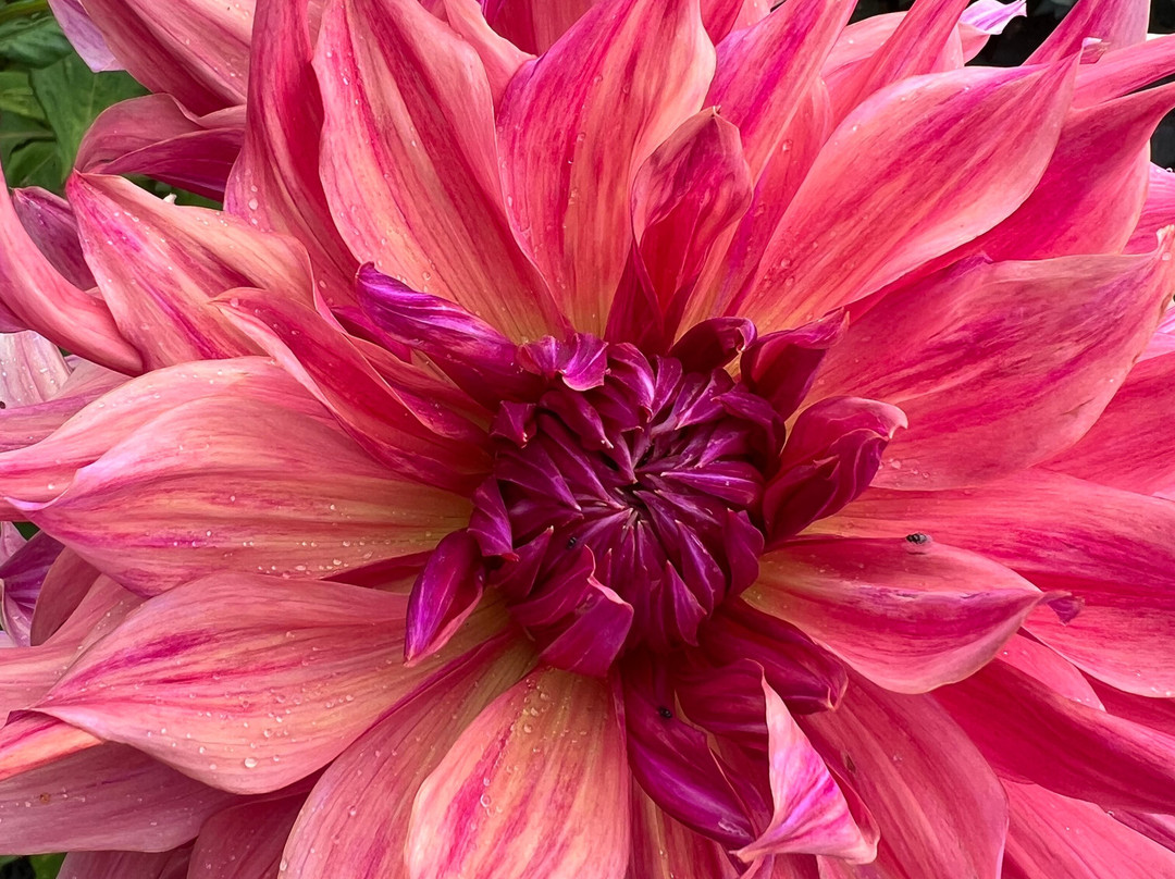 Careys Secret Garden-韦勒姆必去景点