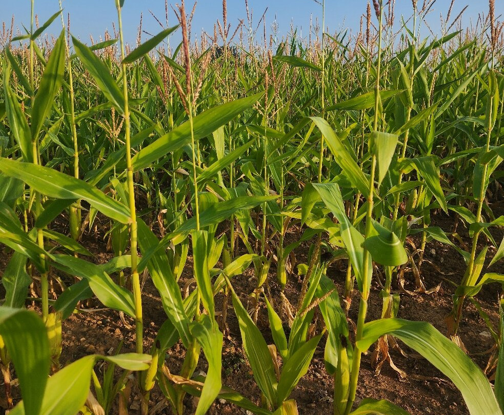 Kilmorie Smallholding主图