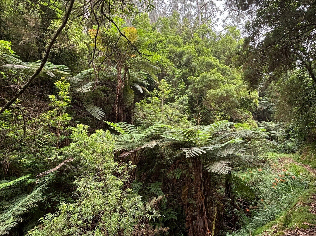 Levada do Castelejo-马希科必去景点