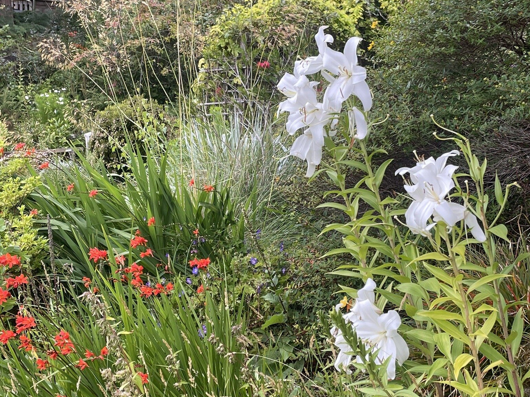 Abriachan Nurseries - The Garden On Loch Ness-Abriachan必去景点