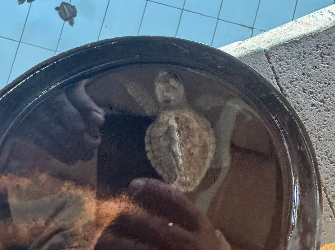 Sea Turtle Village (hyatt Regency)-沙努尔必去景点