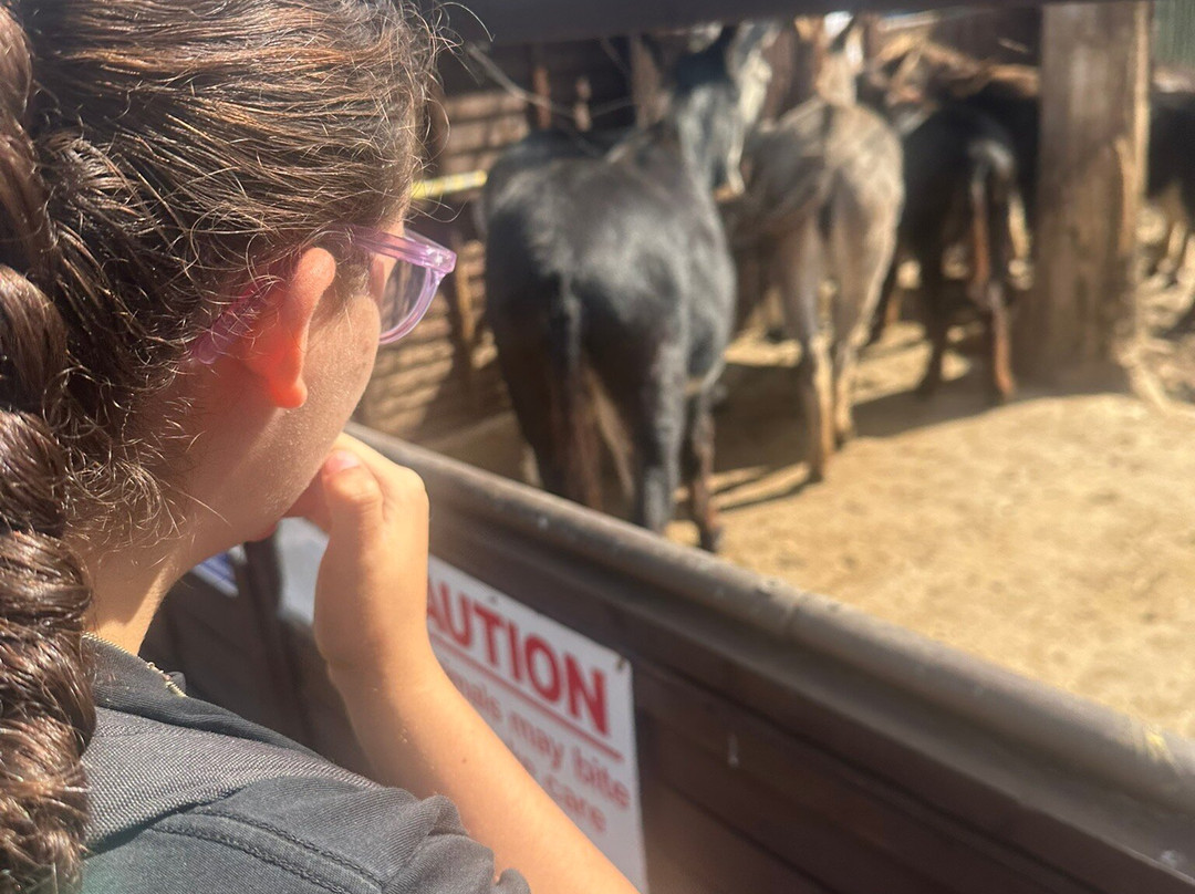 Polesworth Donkey Sanctuary