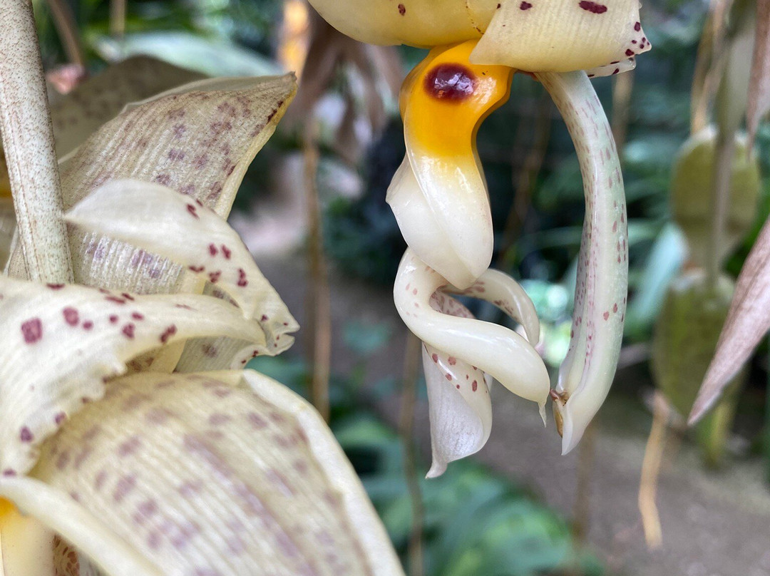 Utrecht University Botanic Gardens-乌特勒支必去景点