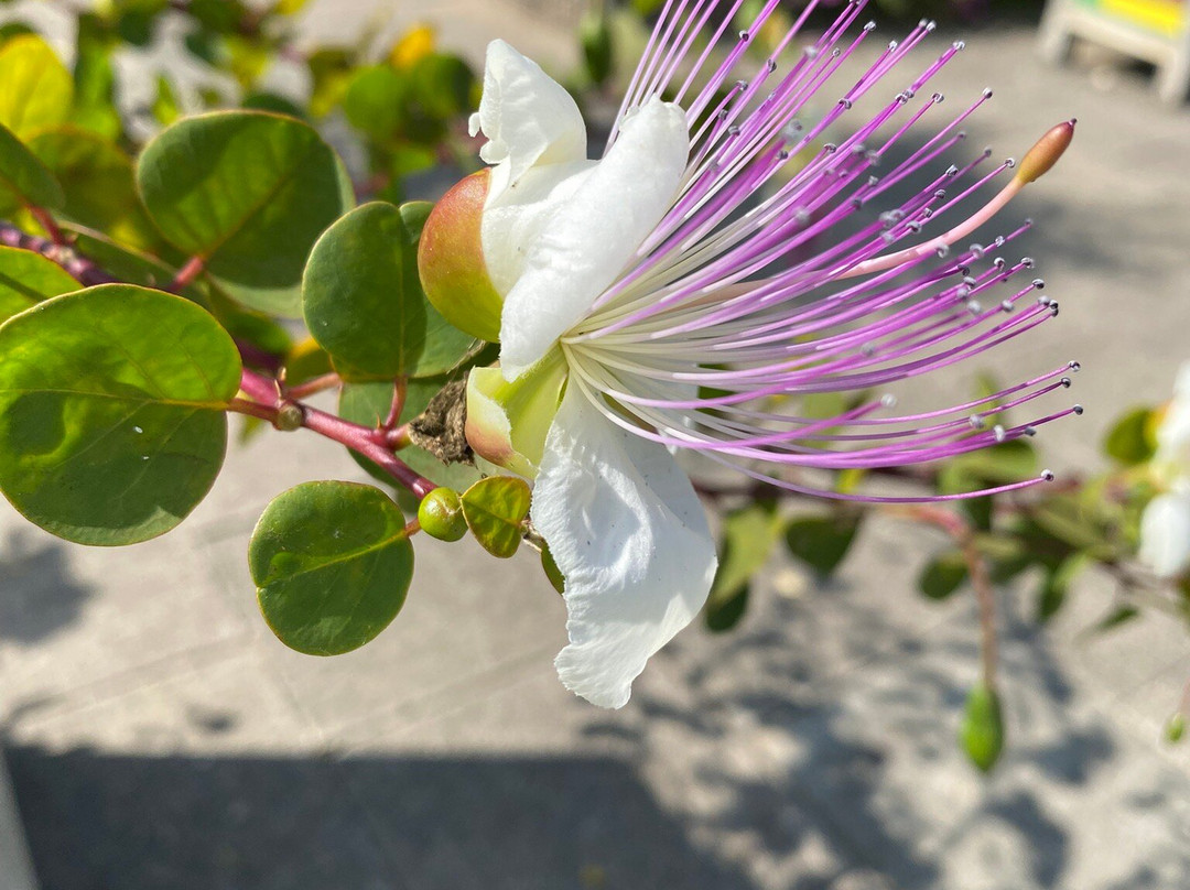 Utrecht University Botanic Gardens-乌特勒支必去景点