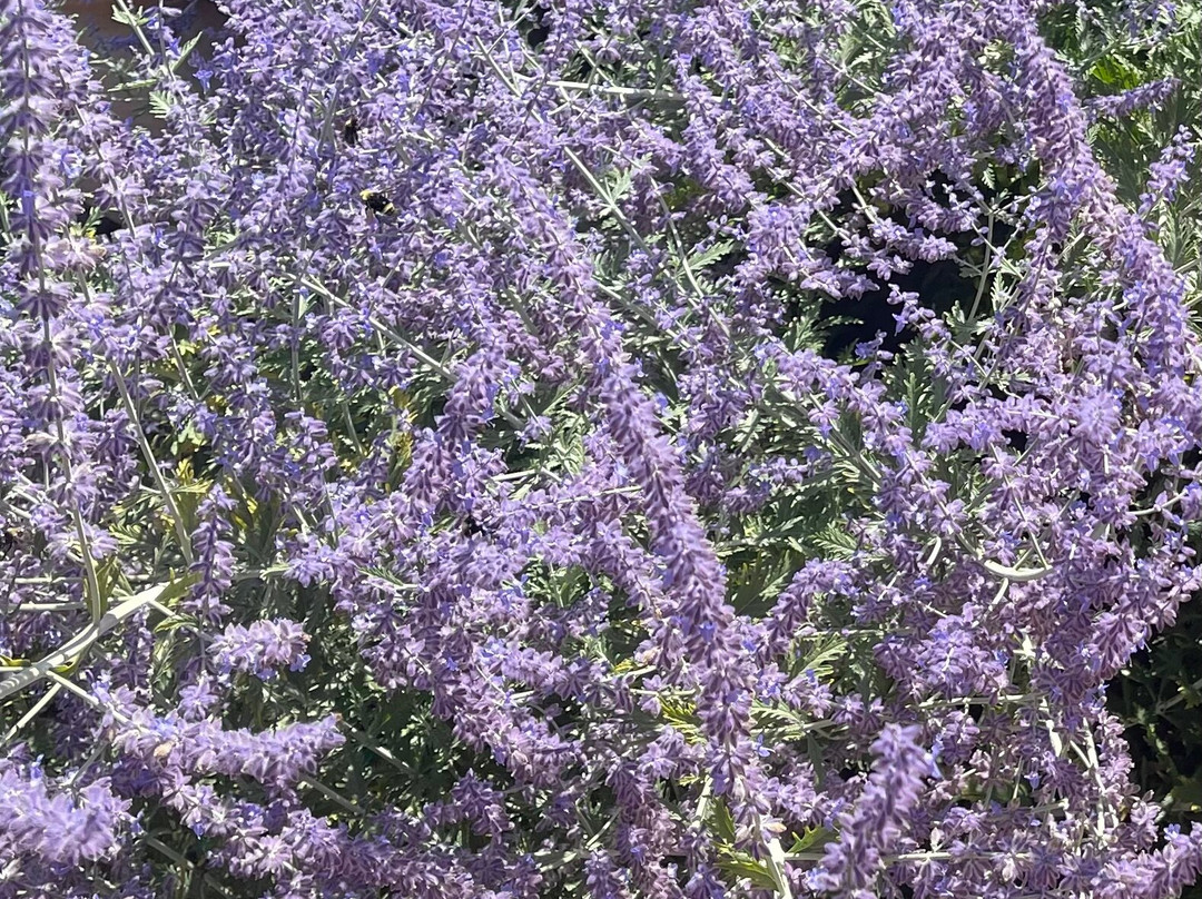 Franziska Haus Bed and Breakfast主图