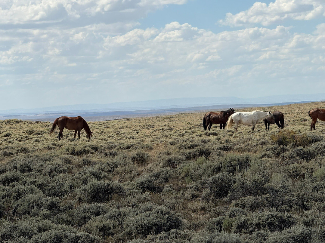 Pilot Butte Wild Horse Scenic Loop-Rock Springs必去景点