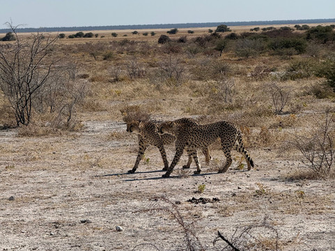 Bushtrails Tours and Safaris-温德和克必去景点