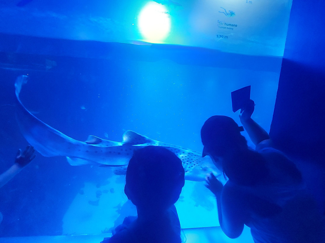 Atlantis Aquarium Madrid-阿罗约莫利诺斯必去景点