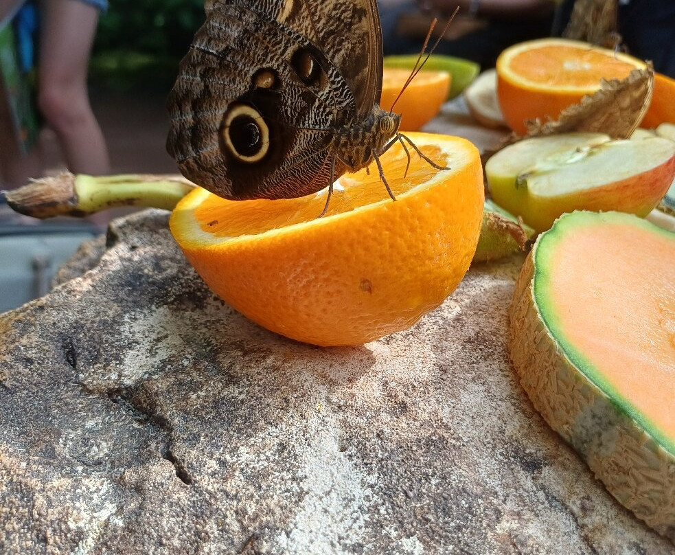 Stratford Butterfly Farm-埃文河畔斯特拉特福必去景点