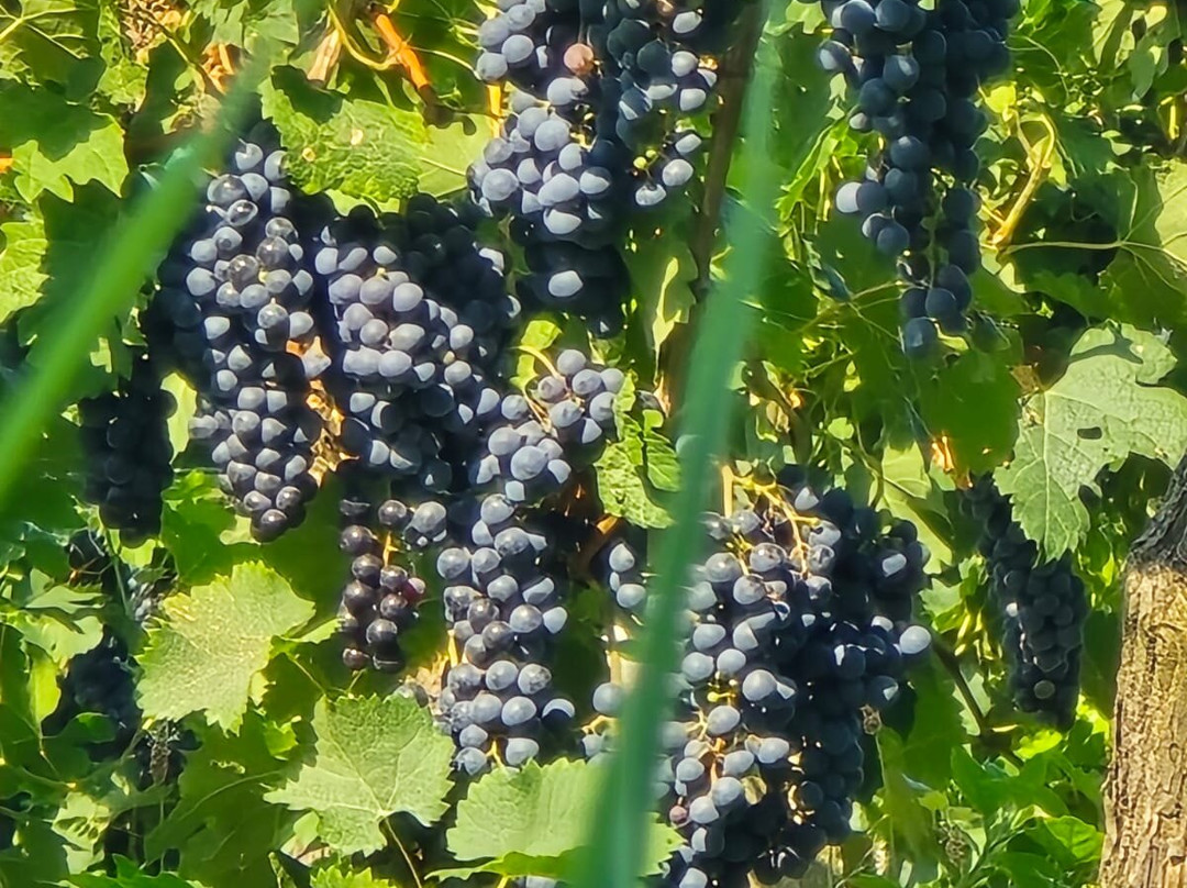 Le Vigne Del Moretto-卡斯泰尔诺沃德尔加尔达必去景点