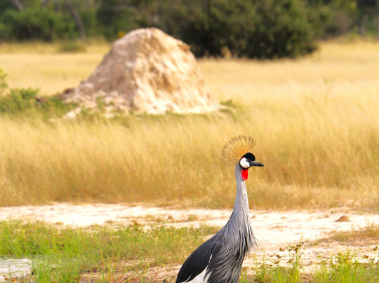 African Safari Guru-开普敦中心区必去景点