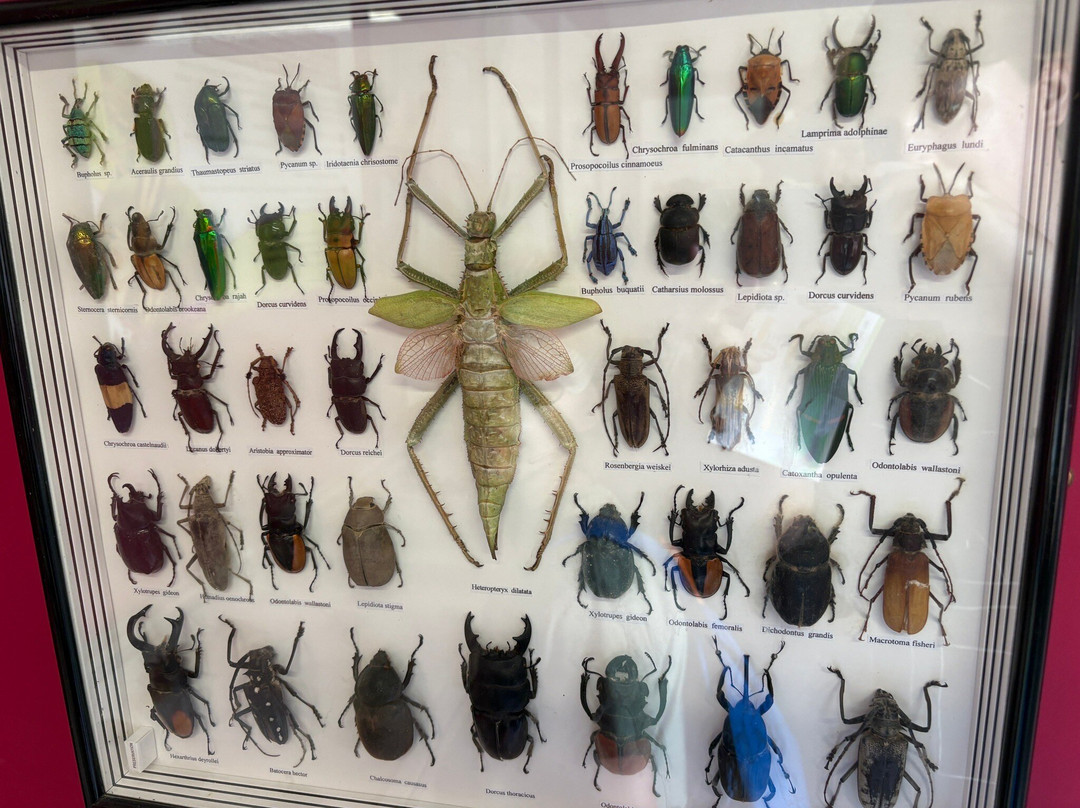 The Bug Parc-Lenwade必去景点