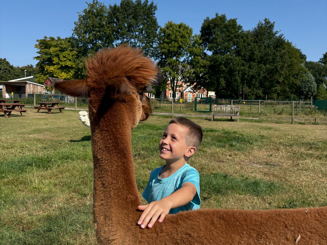 Cheshire Alpacas-Antrobus必去景点