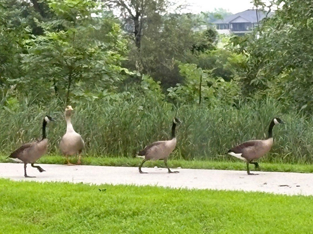 Ta-Ha-Zouka Park-Norfolk必去景点