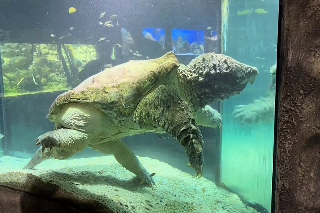 Alushta Aquarium-阿卢什塔必去景点