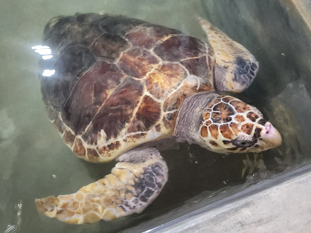 Subara Travels Sri Lanka-Kotugoda必去景点