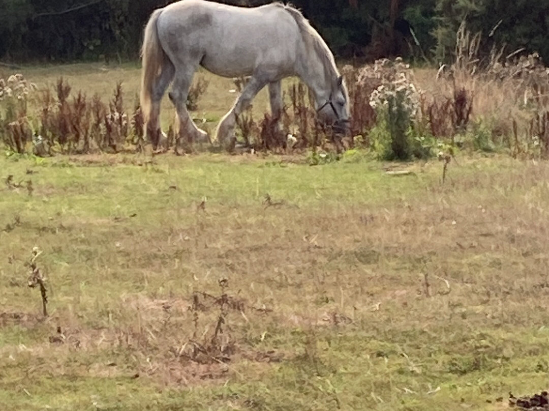 Dyfed Shire Horse Farm-Eglwyswrw必去景点