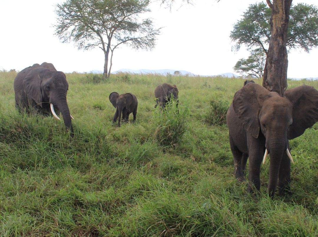 Kelvin Safaris-Mikumi必去景点