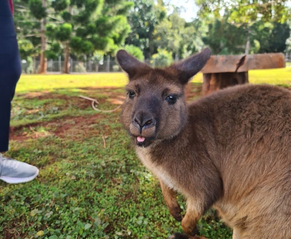 Snakes Downunder Reptile Park-Childers必去景点