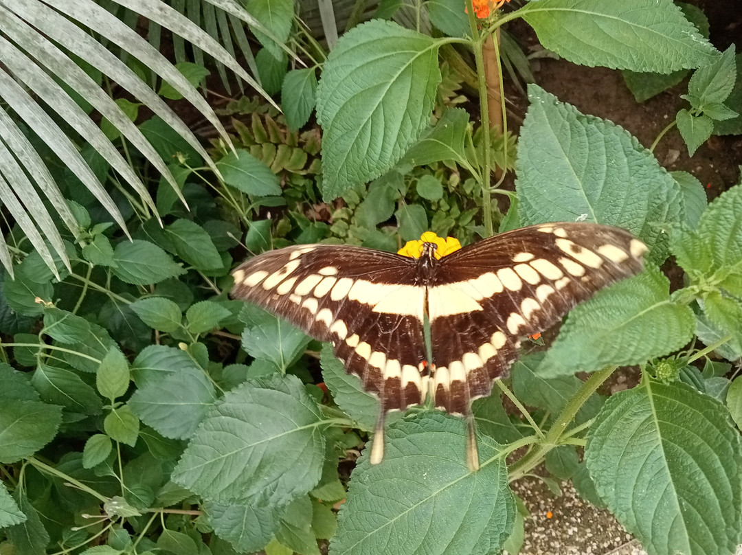 Le Carbet Amazonien-Velleron必去景点