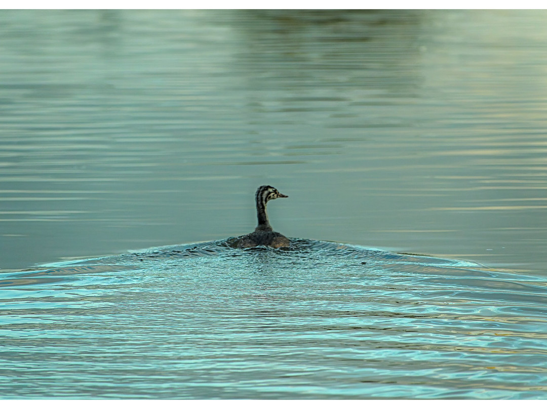 Rondvaart Zoetermeer-Zoetermeer必去景点