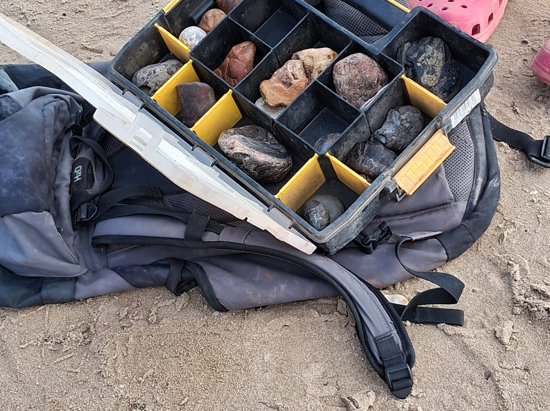 Isle of Wight Fossil Walks- Wight Coast Fossils-文特诺必去景点