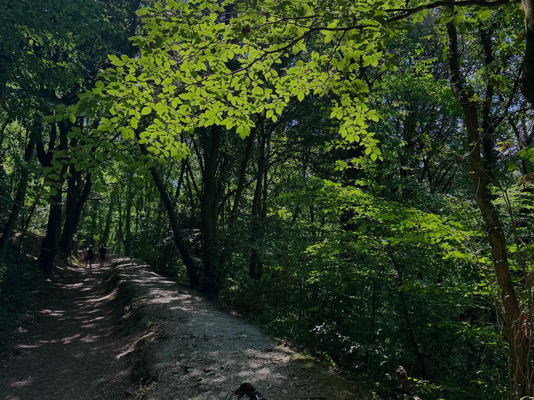 Loggerheads Country Park-Mold必去景点