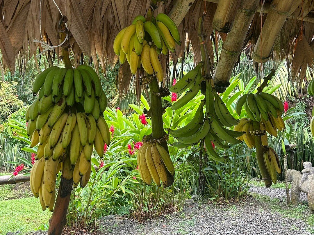 Cacao Trails Culture Tour-Hone Creek必去景点