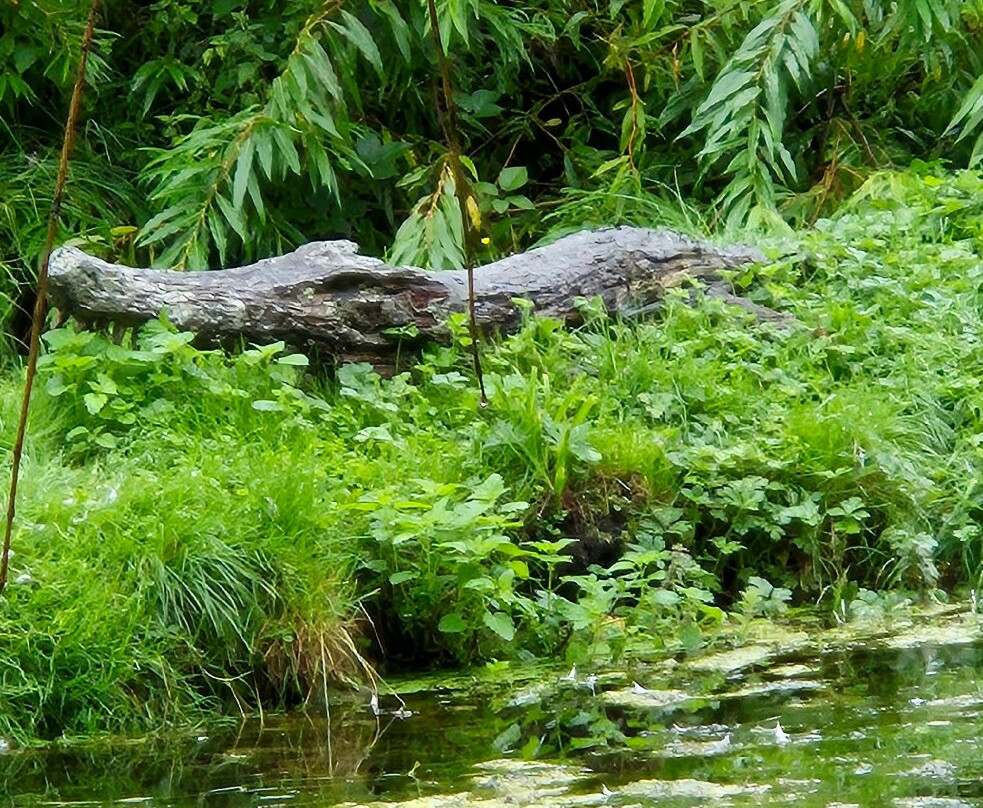 Tullynally Castle Gardens-Castlepollard必去景点