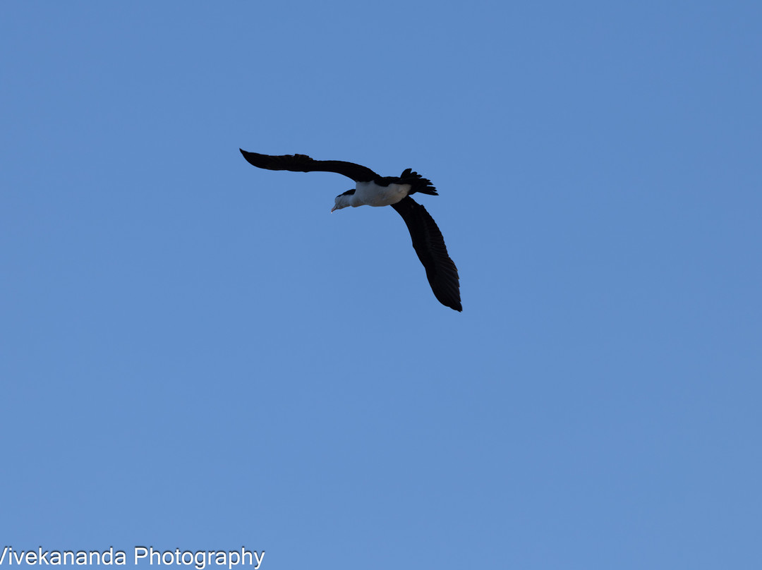 Bicentennial Park-Sydney Olympic Park必去景点