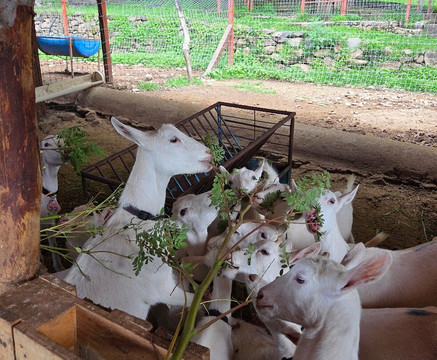 Galo de Allende-Mezcala必去景点