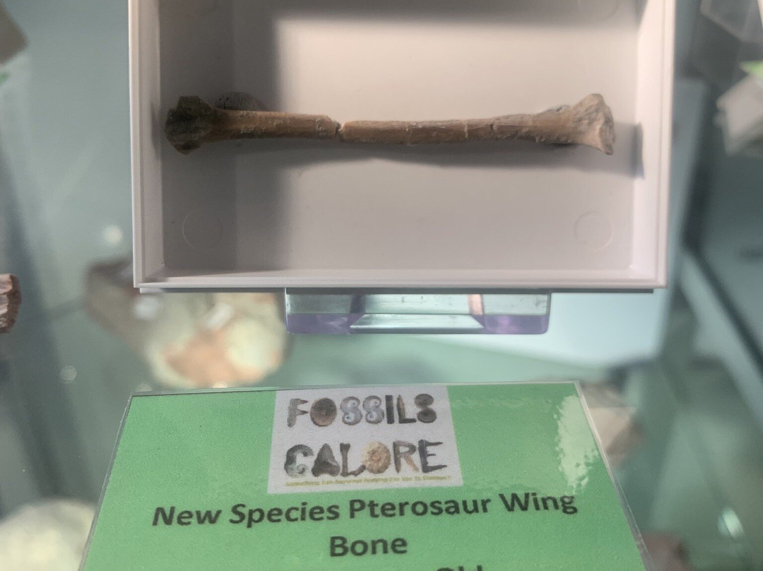 Fossils Galore Museum-March必去景点