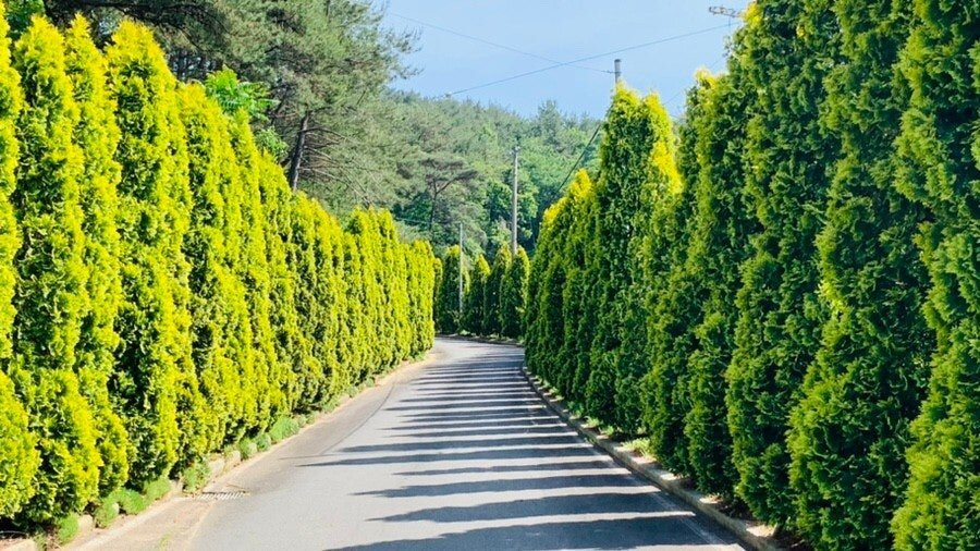 Deulkkoch Hyoso Maeul-南海郡必去景点
