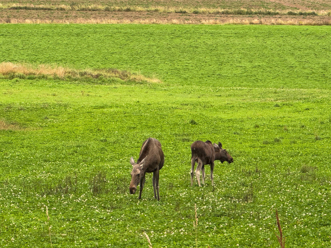 Nature tours in Helsinki region-Kirkkonummi必去景点
