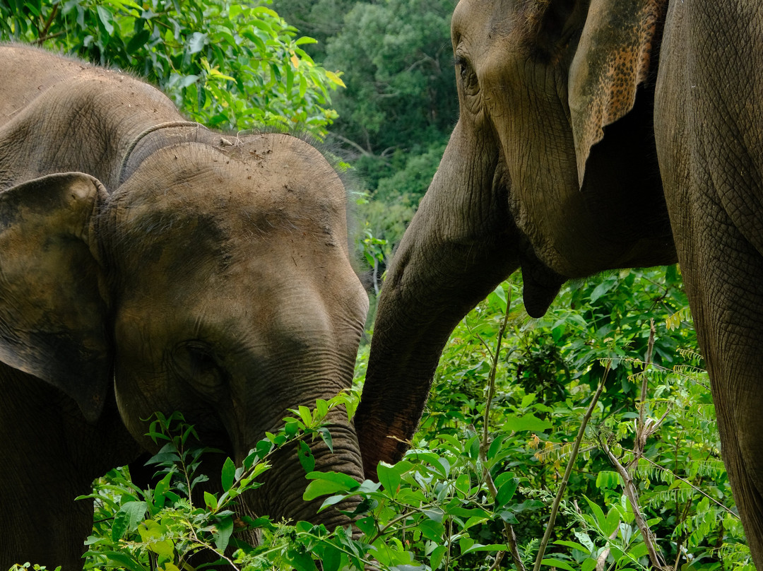 Blue Daily Elephant Care Sanctuary-清迈必去景点