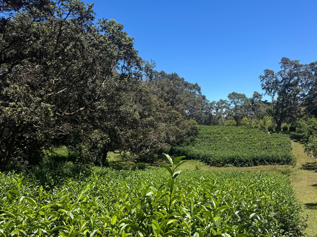 Mauna Kea Tea-霍诺卡阿必去景点