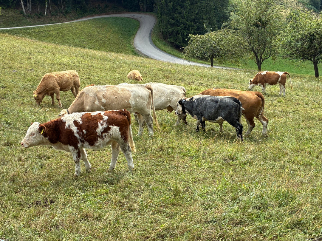 Heilmoorbad Schwanberg主图