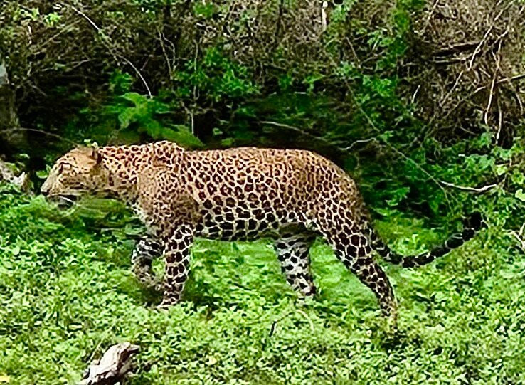 Megha Tour Sri Lanka-Dodampahala South必去景点