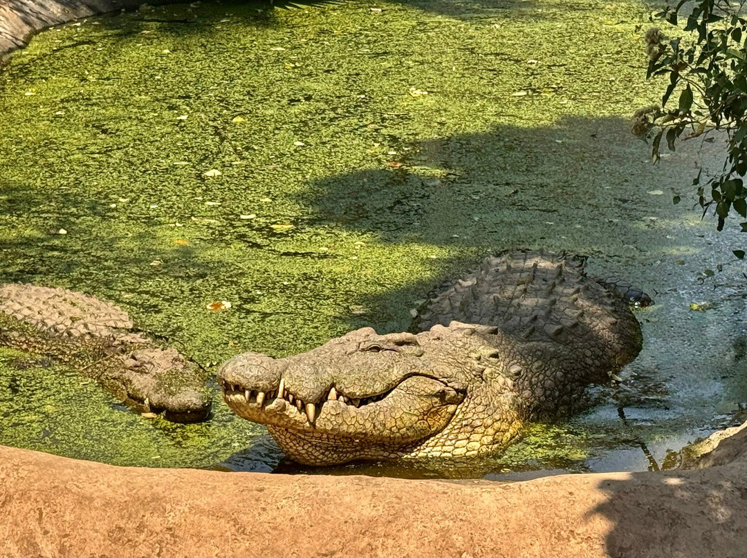Livingstone Crocodile Park-李文斯顿必去景点