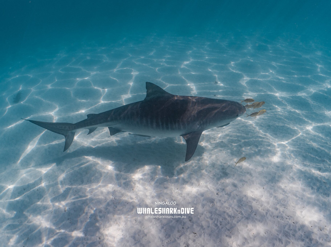 Ningaloo Whaleshark n Dive-埃克斯茅斯必去景点