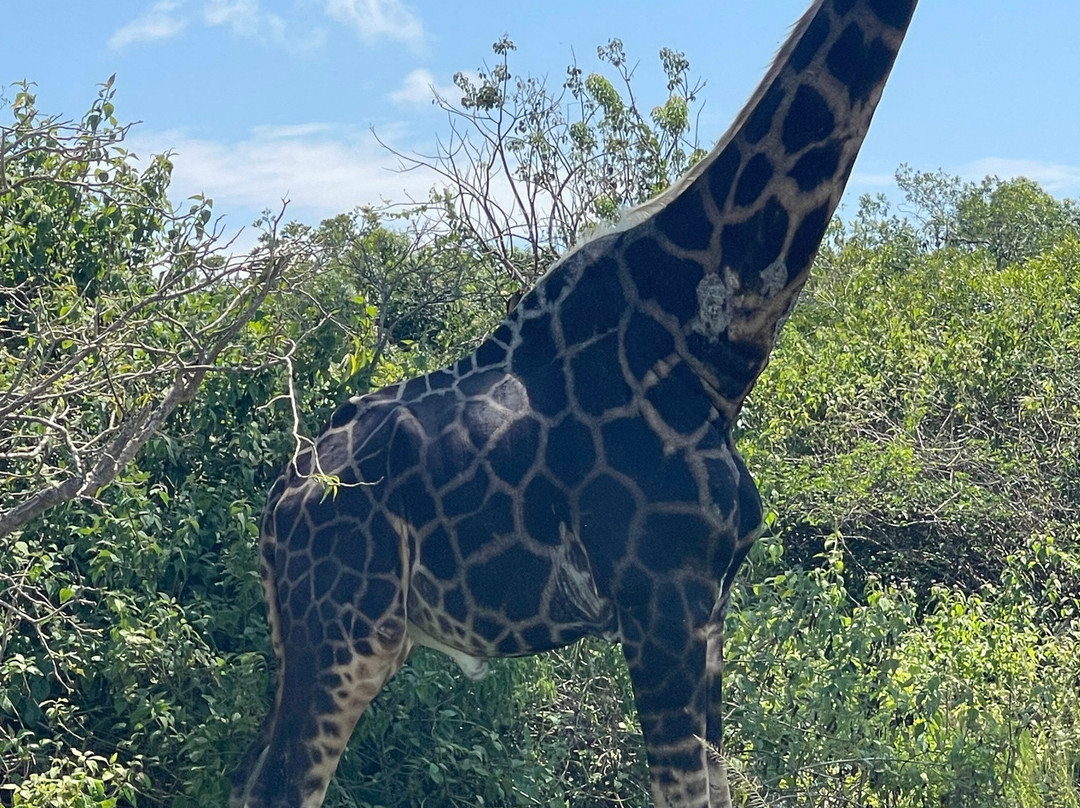 Arken Safaris Africa-马辛迪必去景点