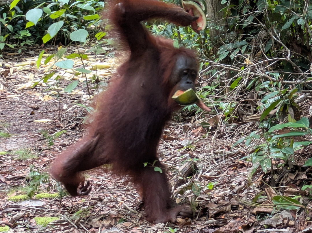 Guia En Borneo-Pangkalan Bun必去景点