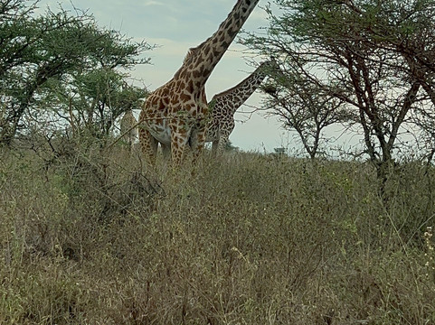 Crowned Eagle Safaris Limited-内罗毕必去景点