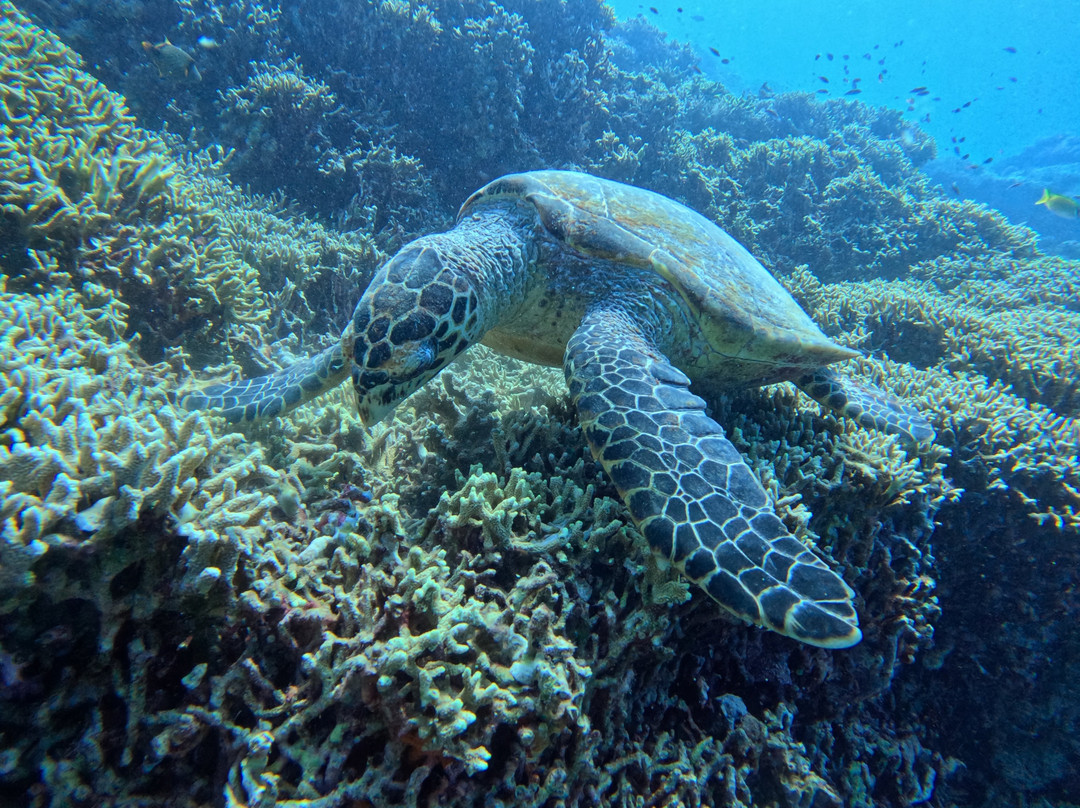 BlueMenjangan-Menjangan Island必去景点