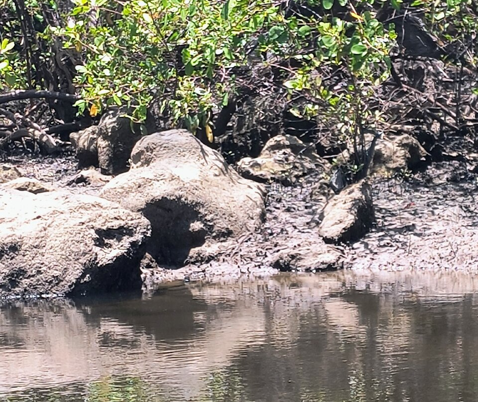 Foz do Rio Guaju-Baia Formosa必去景点